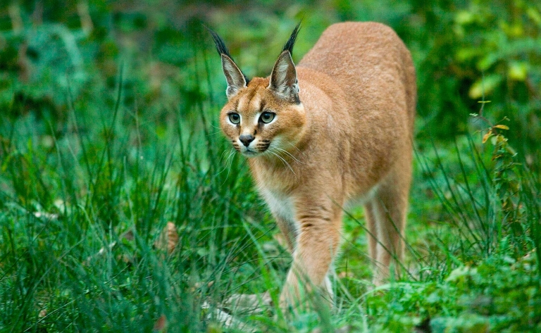 Animaux de la brousse et initiation à la conservation animale