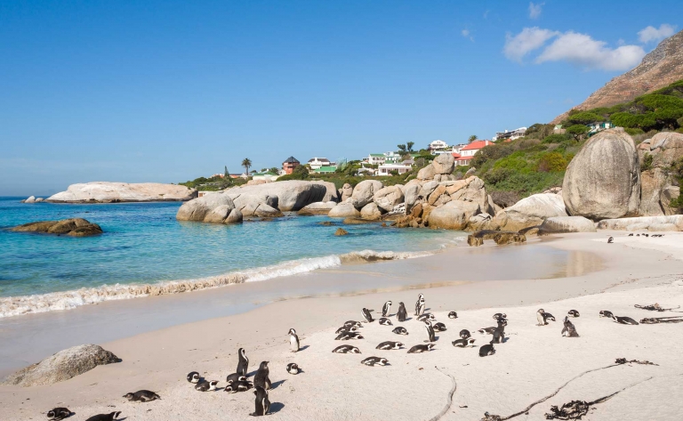 Abordez les manchots du Cap en kayak